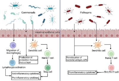 The Complex Link and Disease Between the Gut Microbiome and the Immune System in Infants